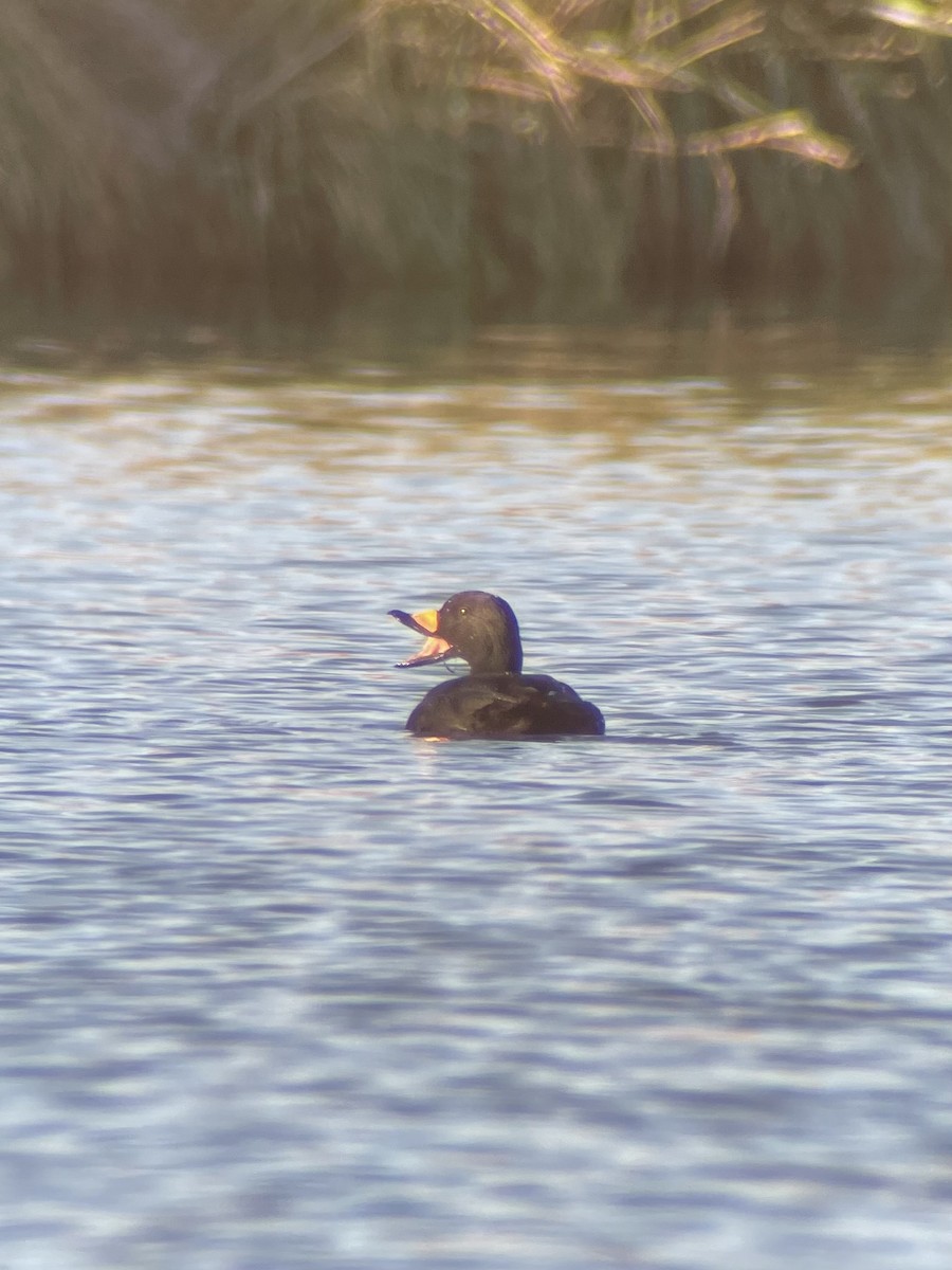 Black Scoter - ML645036722