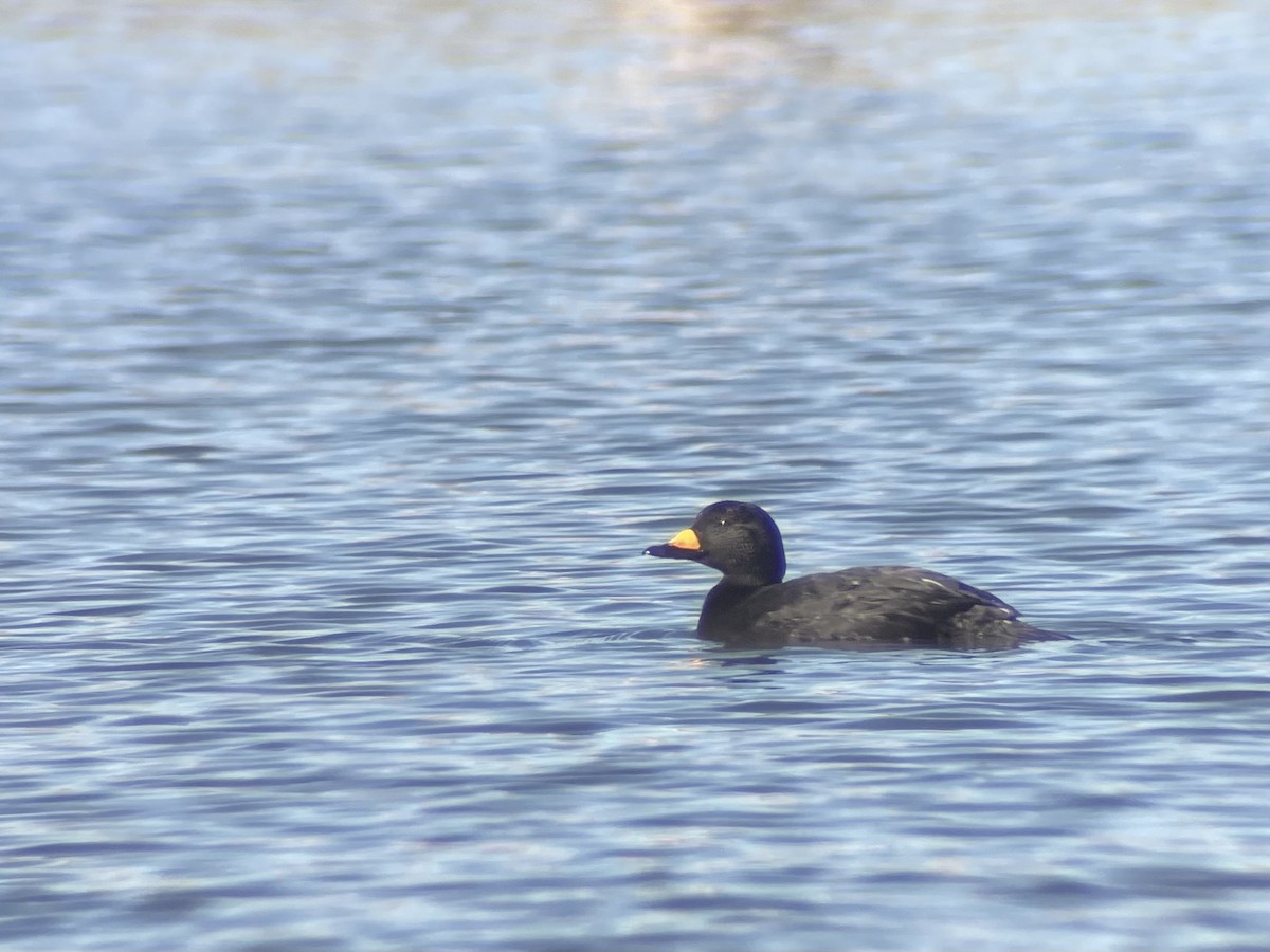 Black Scoter - ML645036725