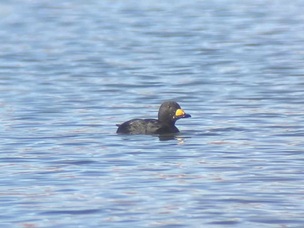 Black Scoter - ML645036726