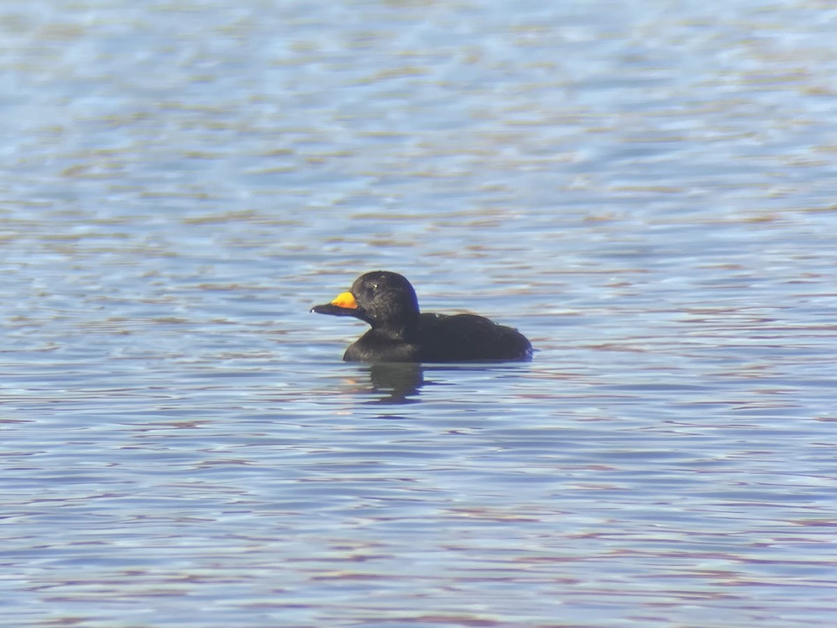Black Scoter - ML645036727