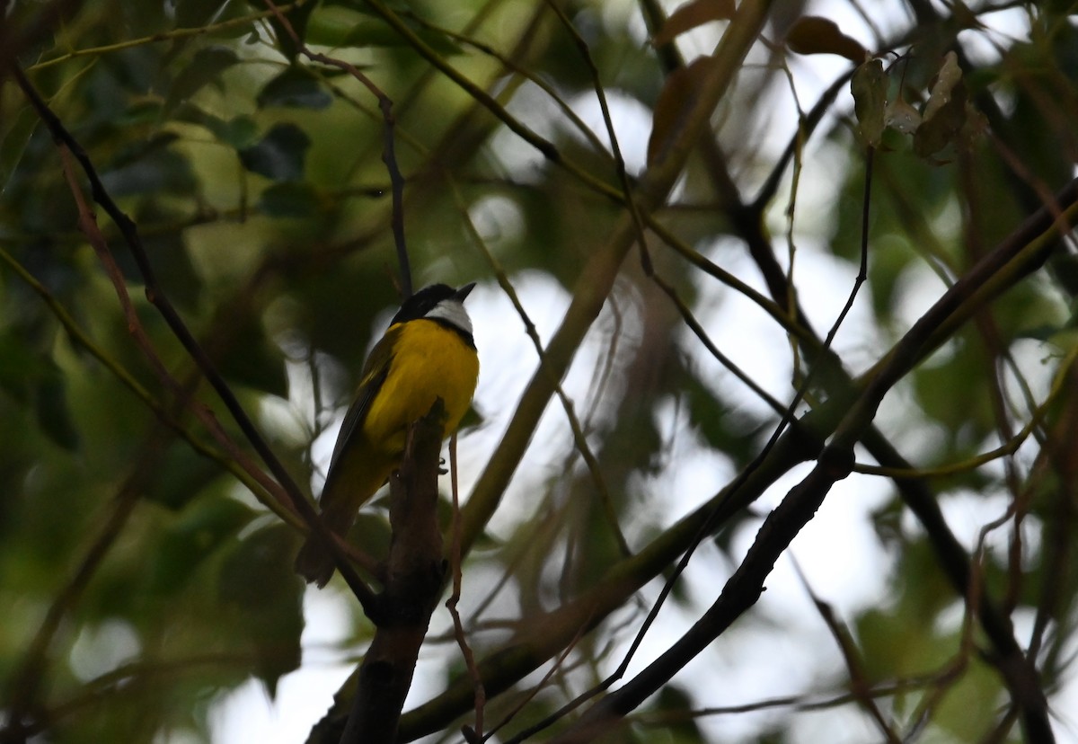 Golden Whistler - ML645036728