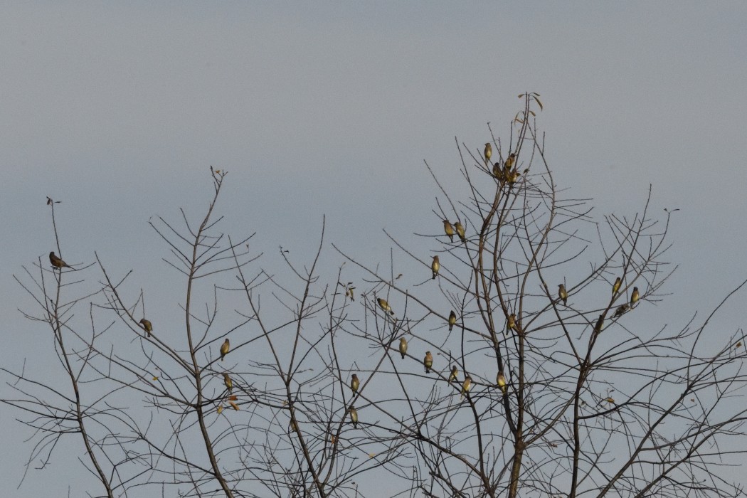 Sedir İpekkuyruğu - ML645036735