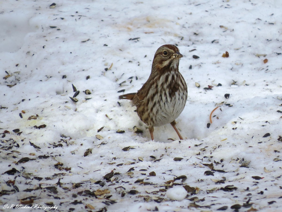 Song Sparrow - ML645036738