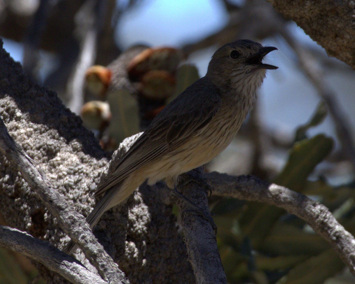 Rufous Whistler - ML645036739