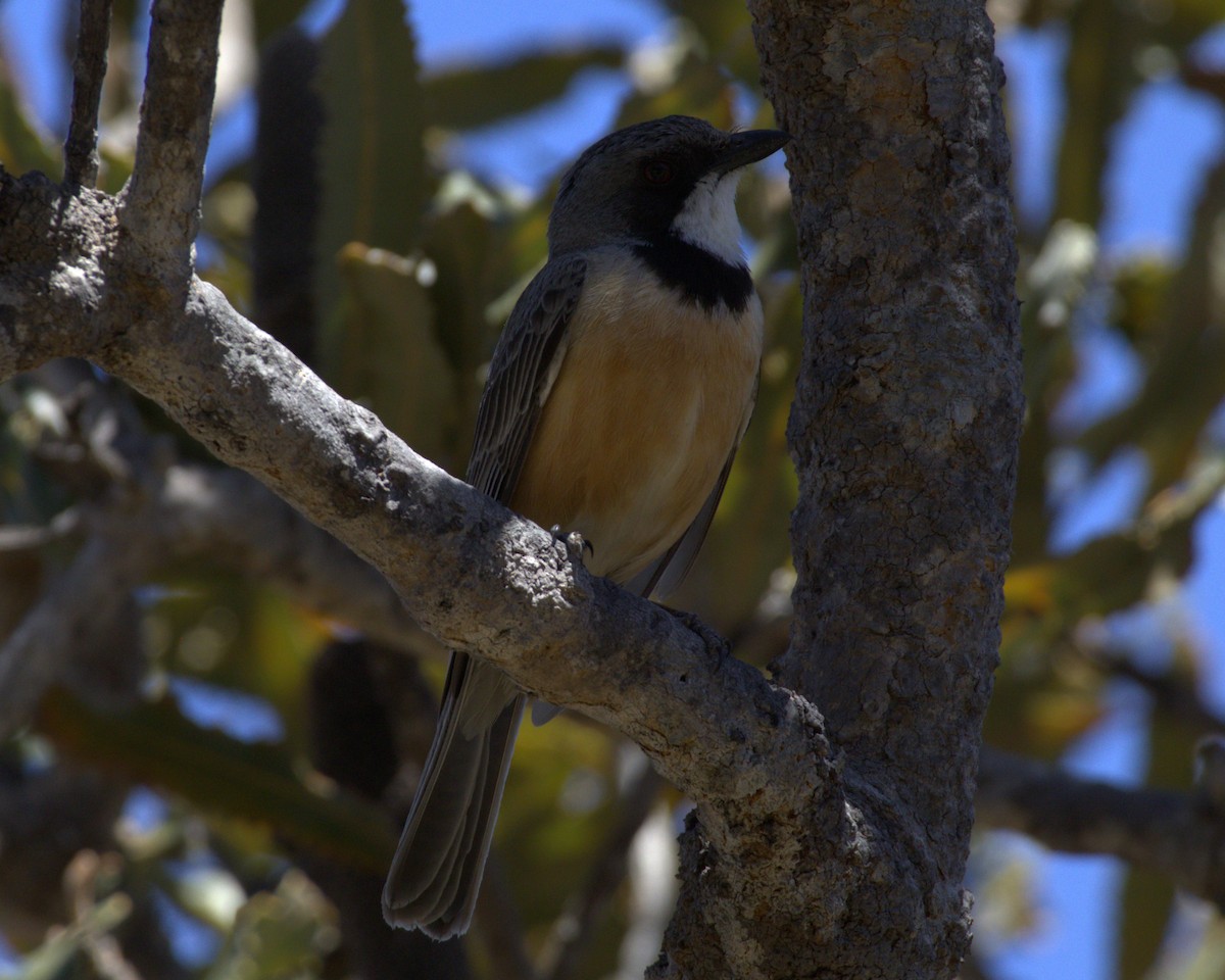 Rufous Whistler - ML645036740