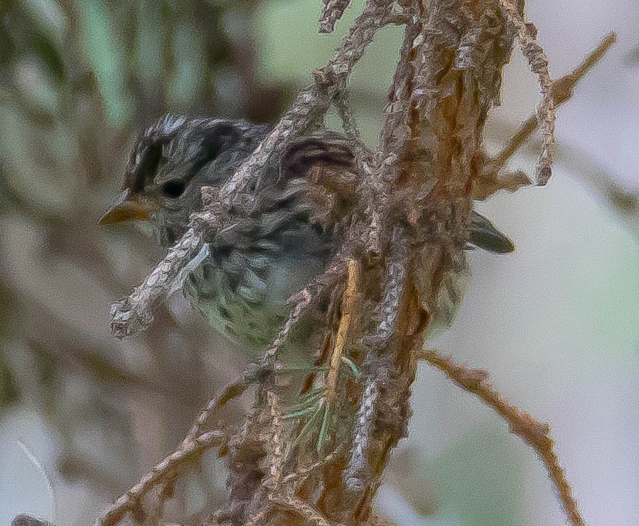 White-crowned Sparrow - ML645036742