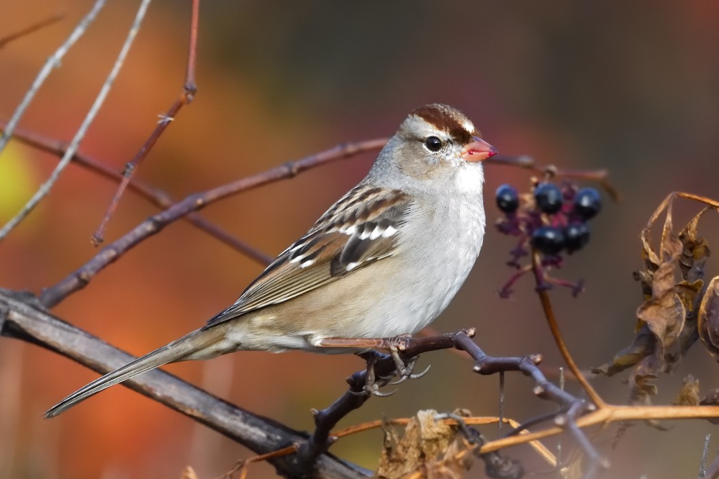 White-crowned Sparrow - ML645036747