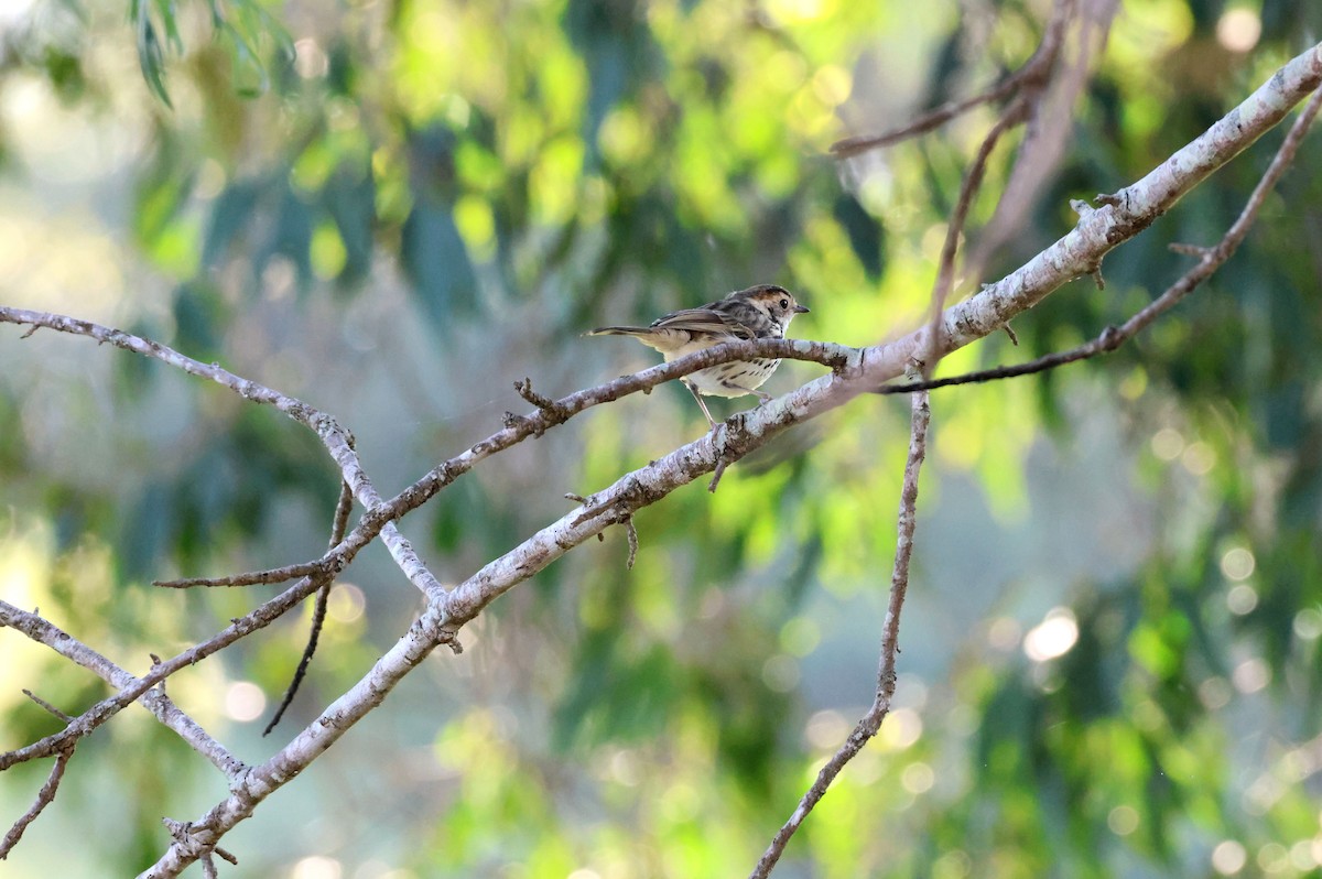 Speckled Warbler - ML645036748