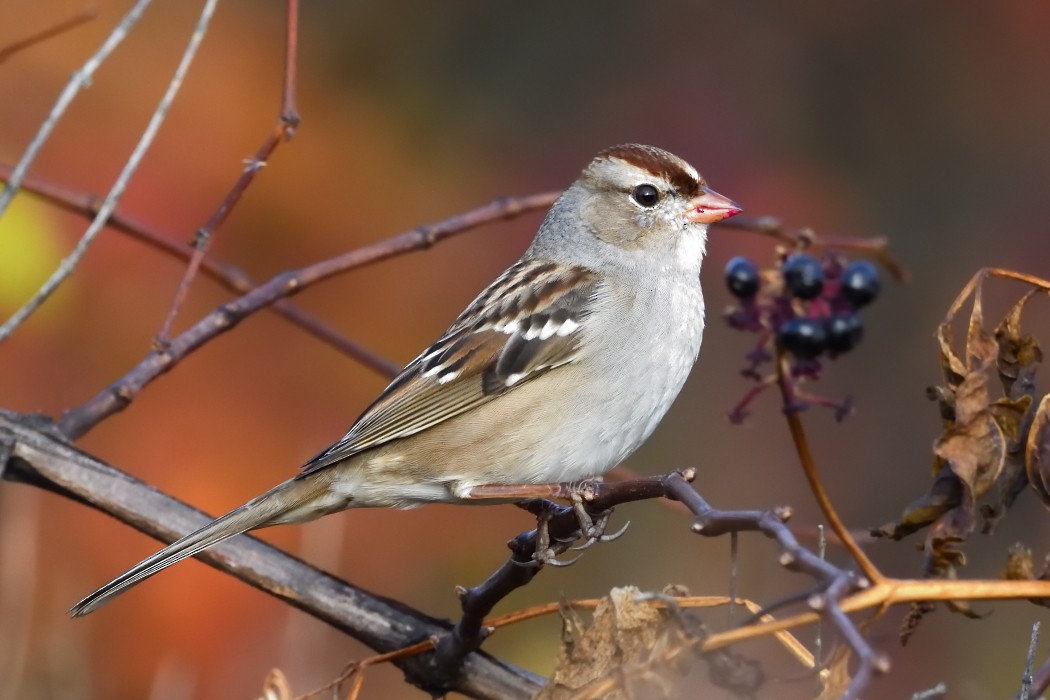 White-crowned Sparrow - ML645036749