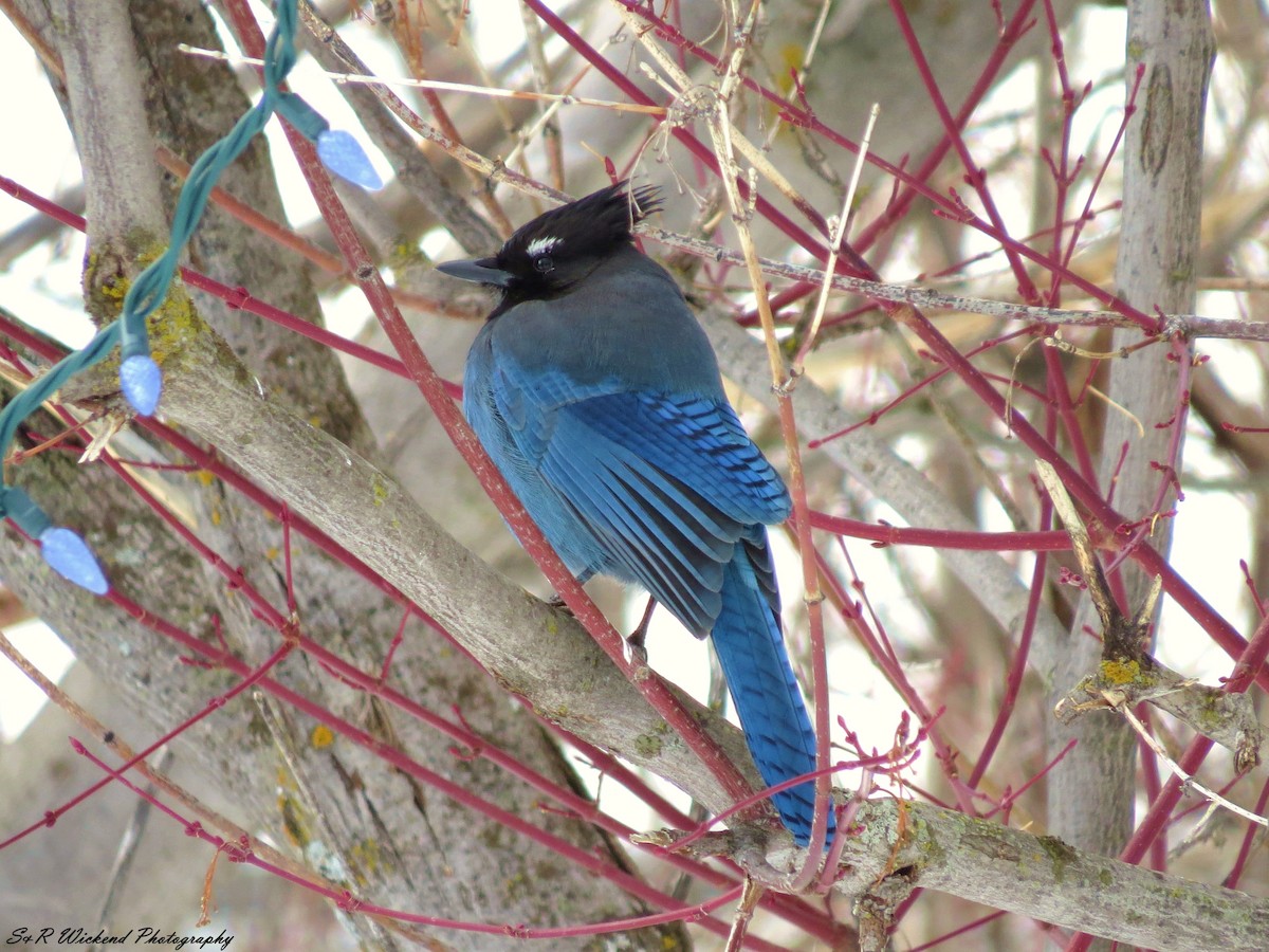Steller's Jay - ML645036750