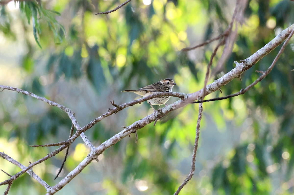 Speckled Warbler - ML645036751