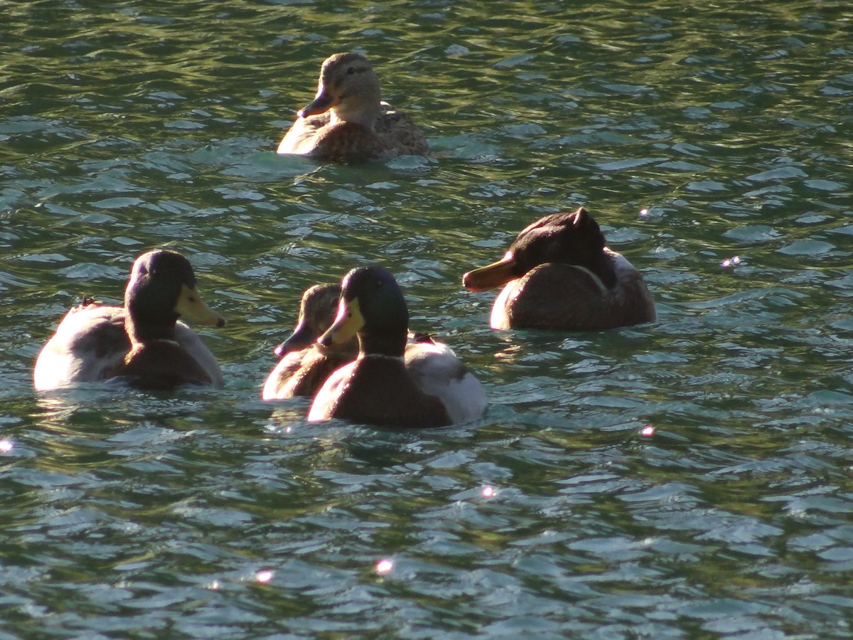 Mallard - ML645036752