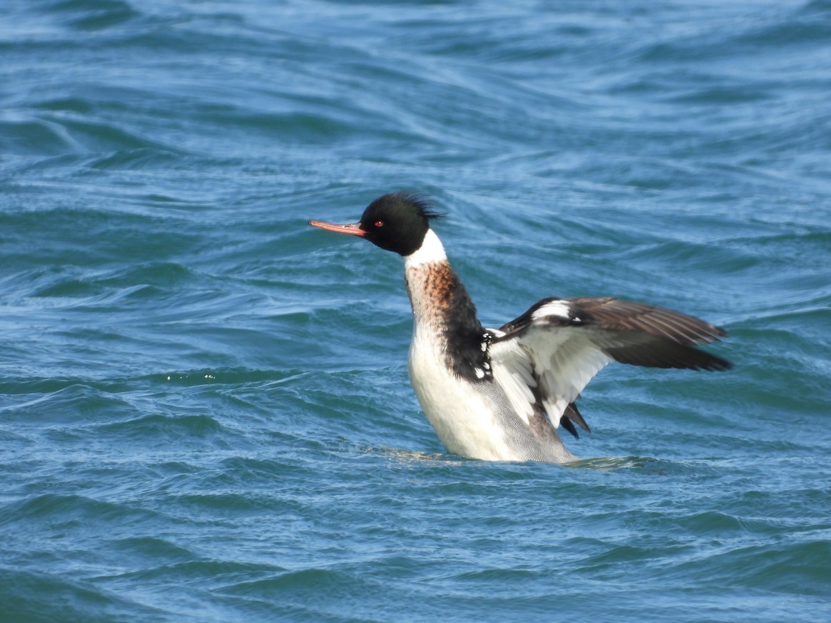 Red-breasted Merganser - ML645036753