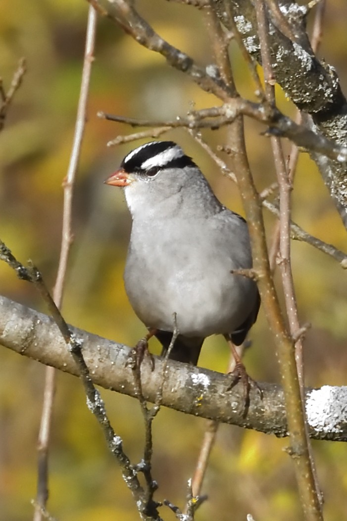 White-crowned Sparrow - ML645036754