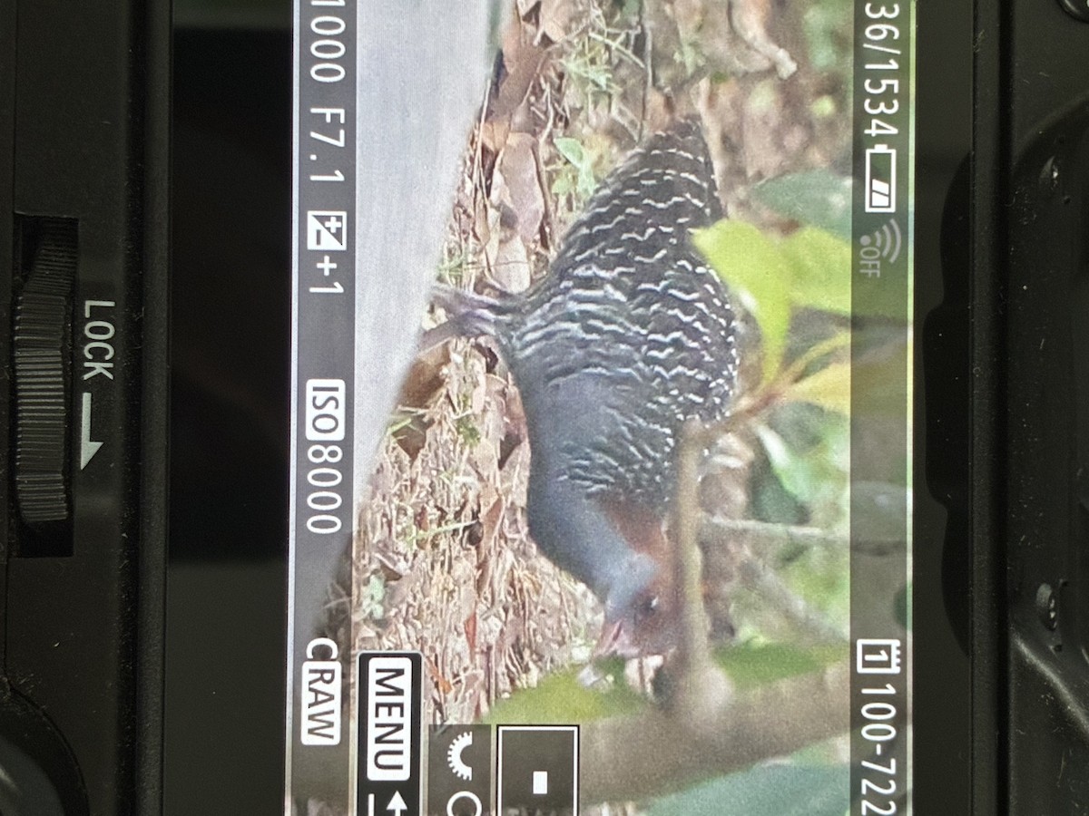 Ruddy-breasted Crake - ML645036755