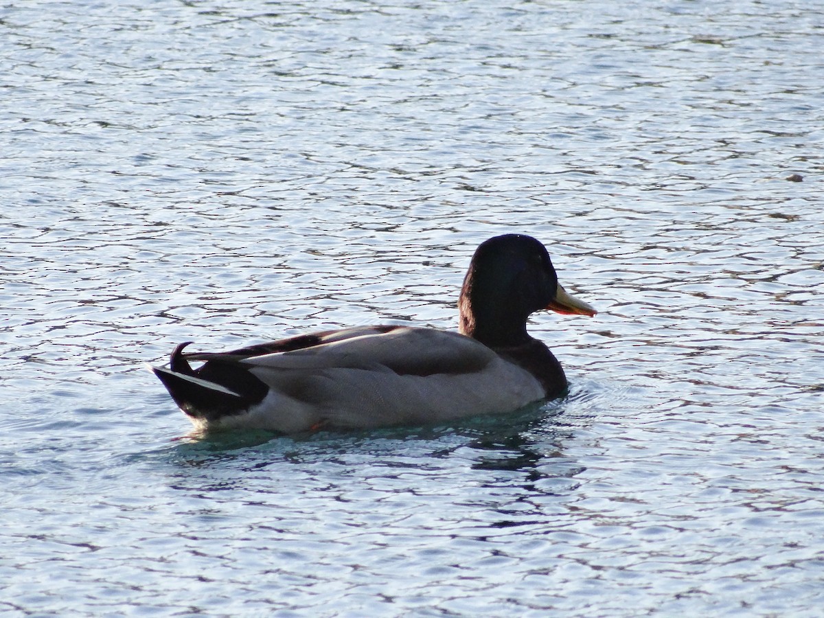 Mallard - ML645036757