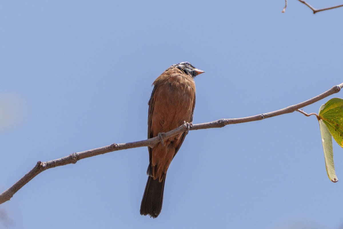 Cinnamon-breasted Bunting - ML645036759