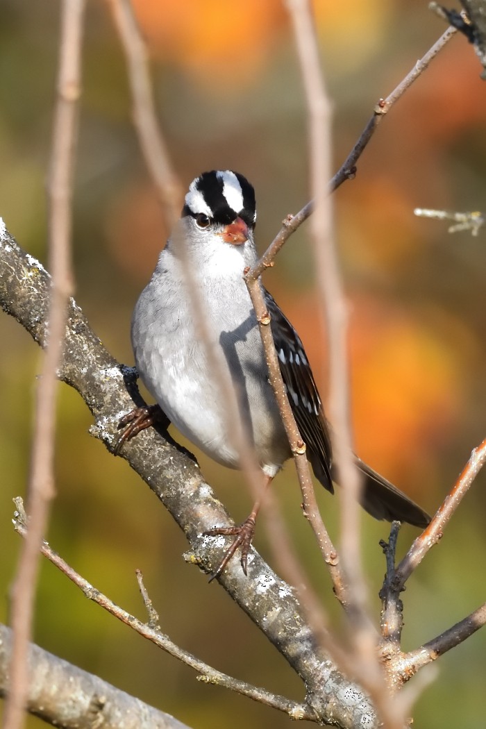 White-crowned Sparrow - ML645036763