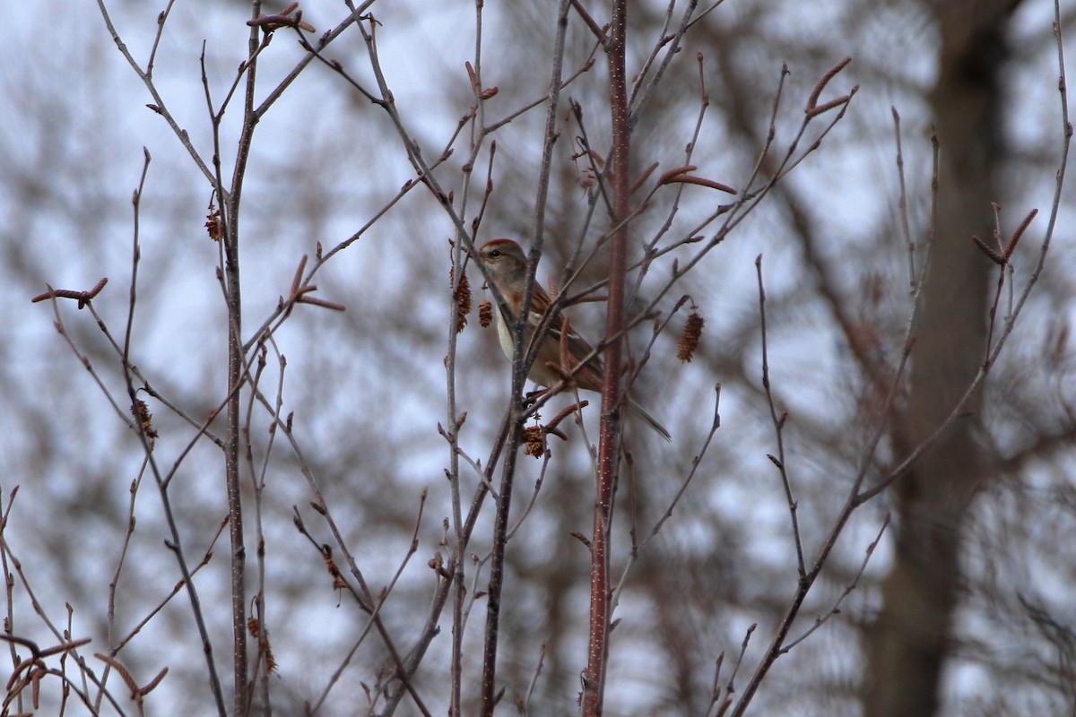 American Tree Sparrow - ML645036764