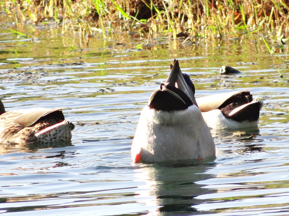 Mallard - ML645036765