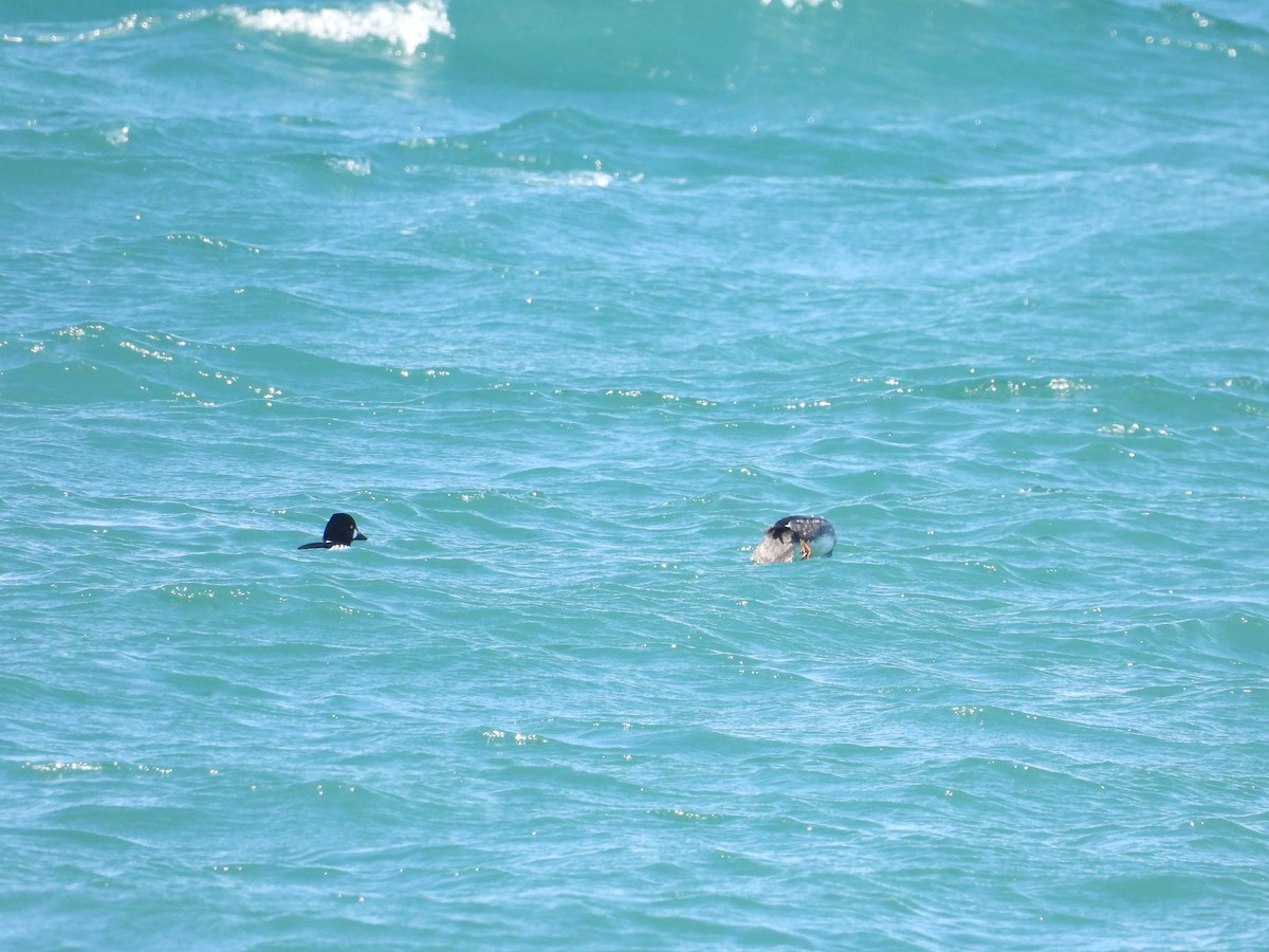 Common Goldeneye - ML645036766