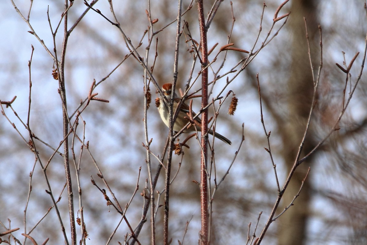 American Tree Sparrow - ML645036767
