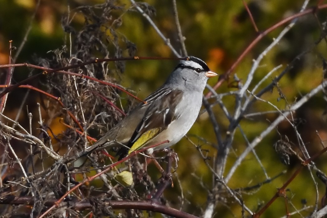 White-crowned Sparrow - ML645036768