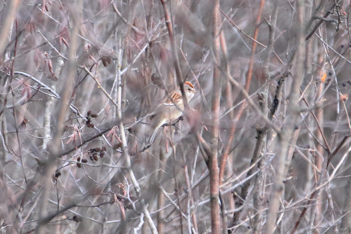 American Tree Sparrow - ML645036769