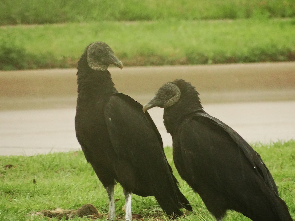 Black Vulture - ML645036770