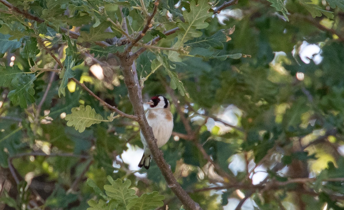 European Goldfinch - ML645036771