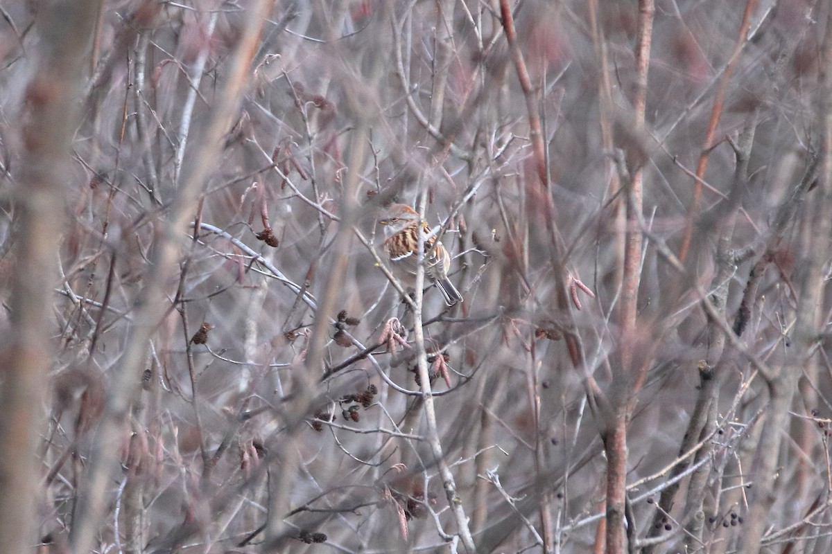 American Tree Sparrow - ML645036772