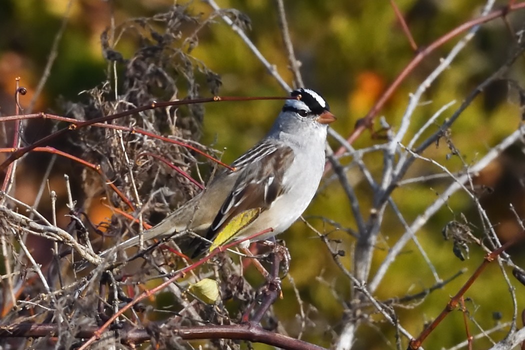 White-crowned Sparrow - ML645036774