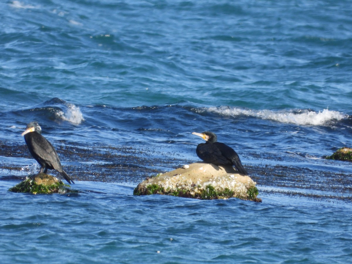 Great Cormorant - ML645036776