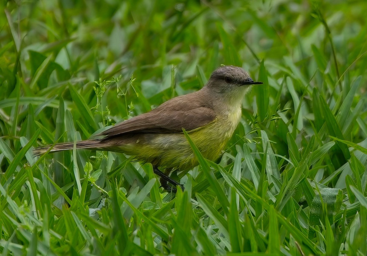 Cattle Tyrant - ML645036777