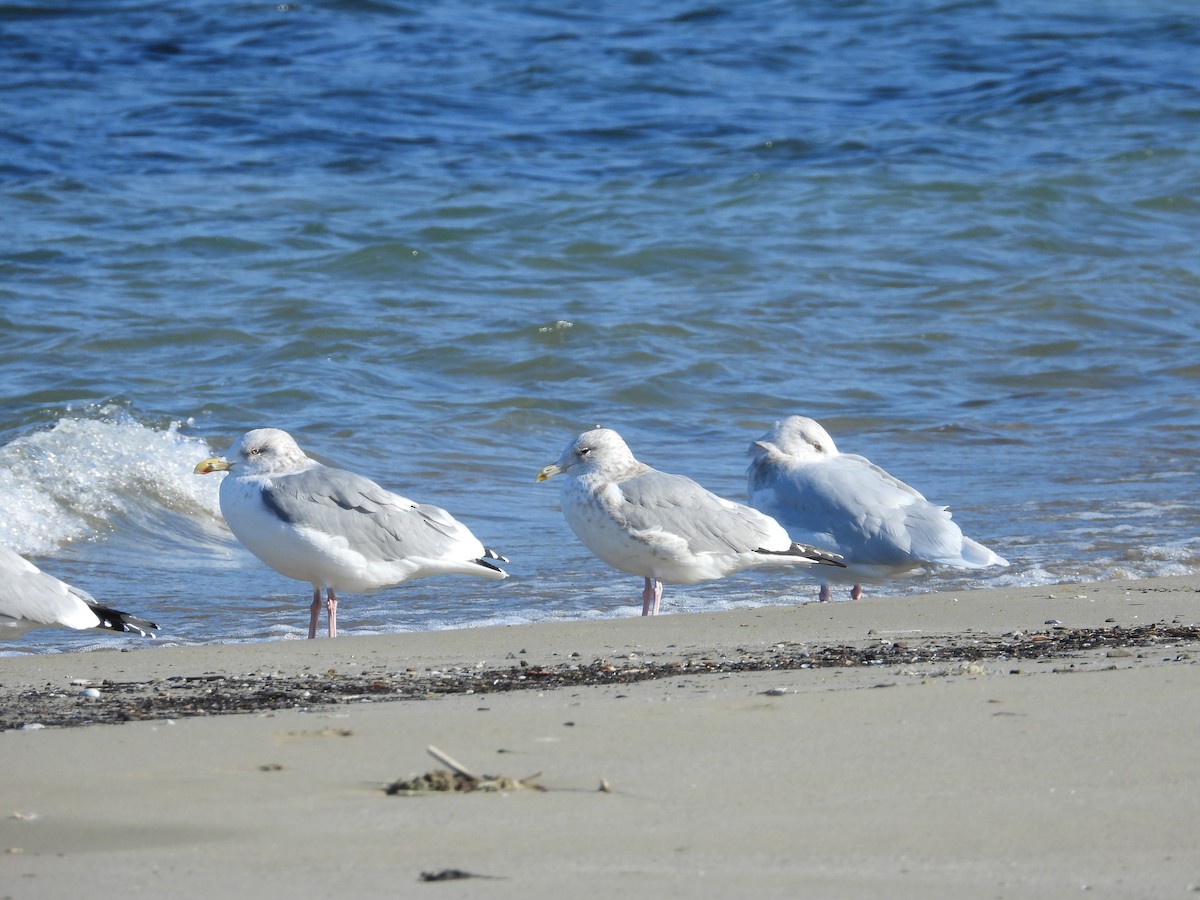 Vega Gull - ML645036780