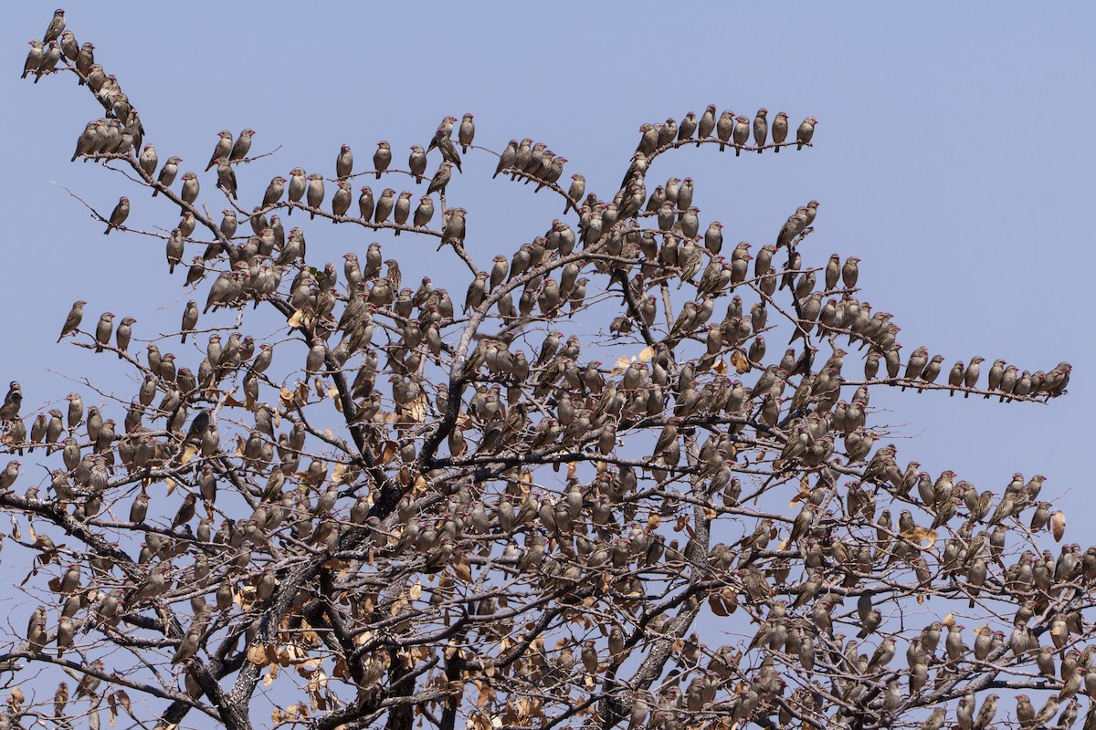 Red-billed Quelea - ML645036781