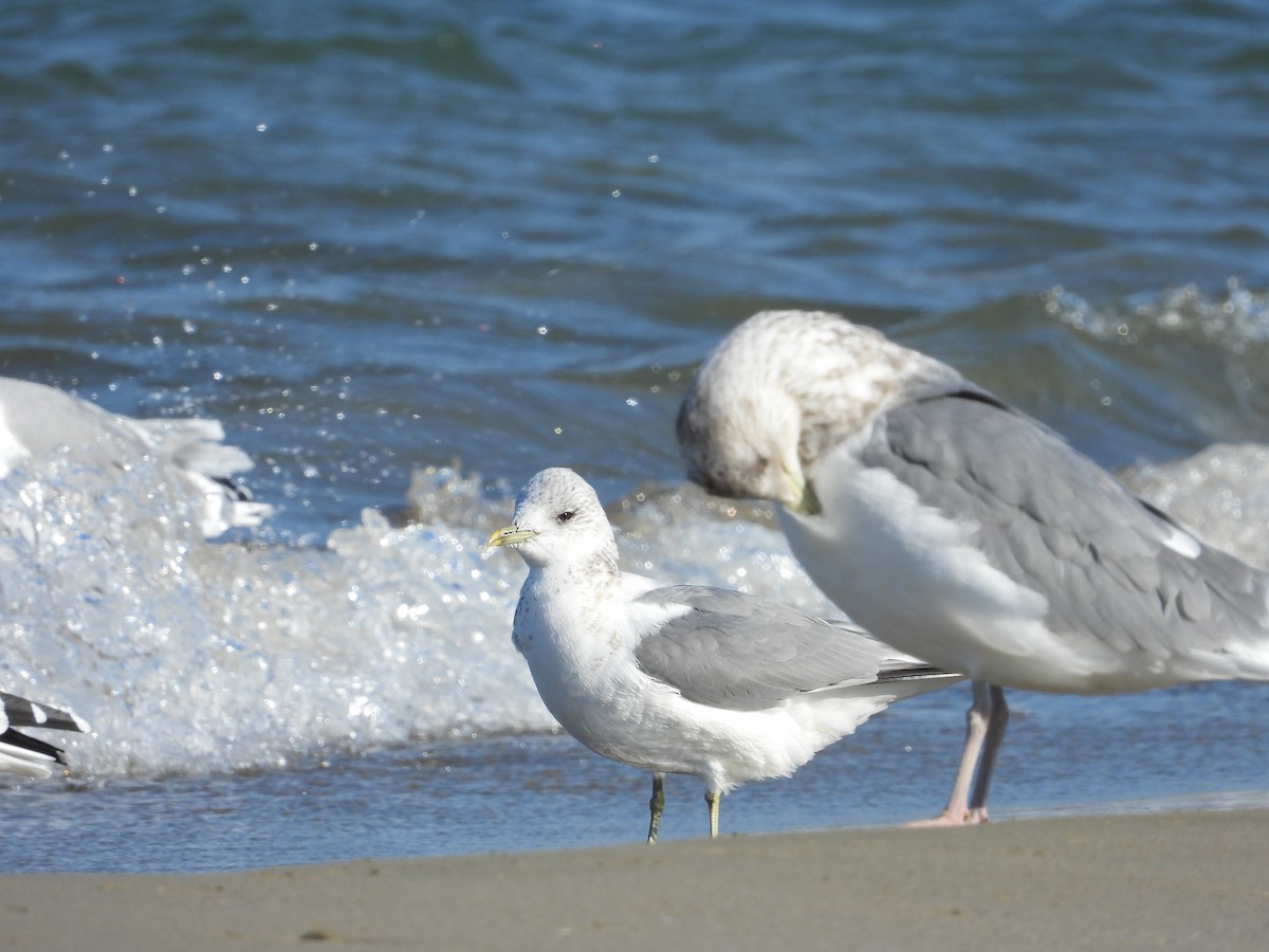 racek bouřní - ML645036787