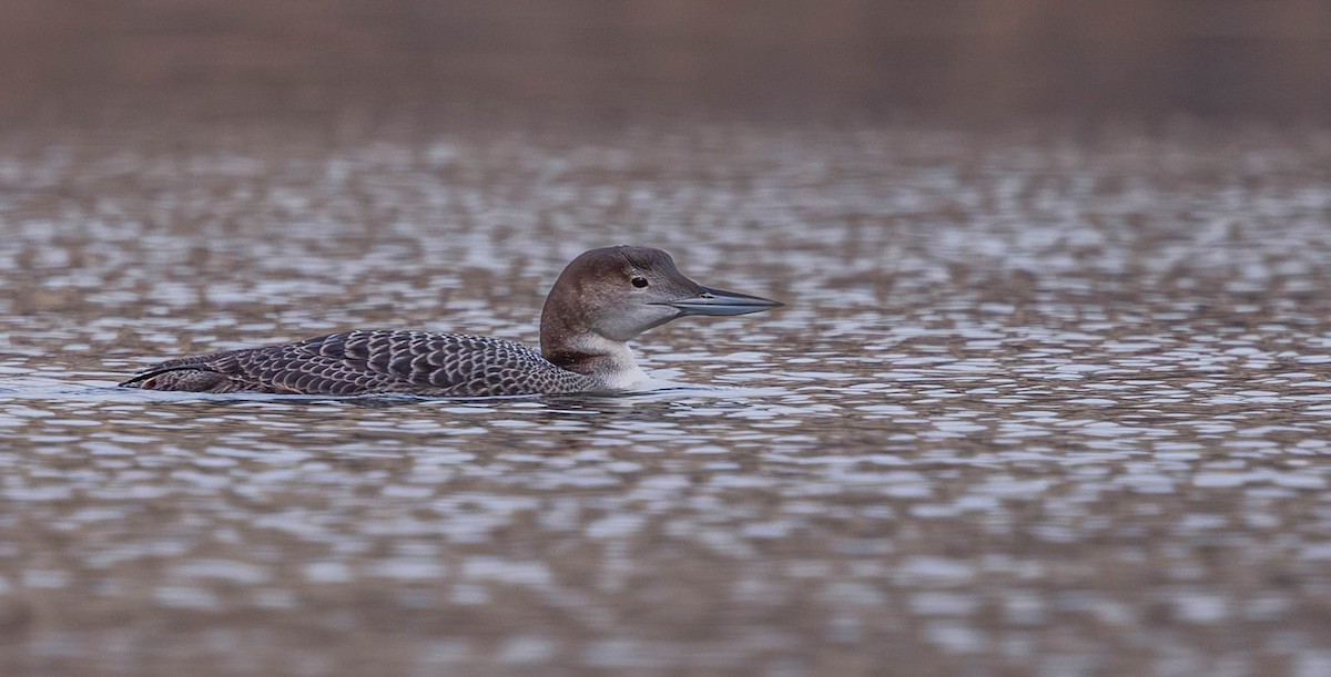 Common Loon - ML645036792