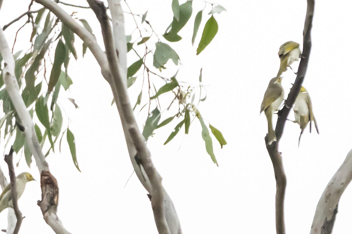 White-plumed Honeyeater - ML645036796