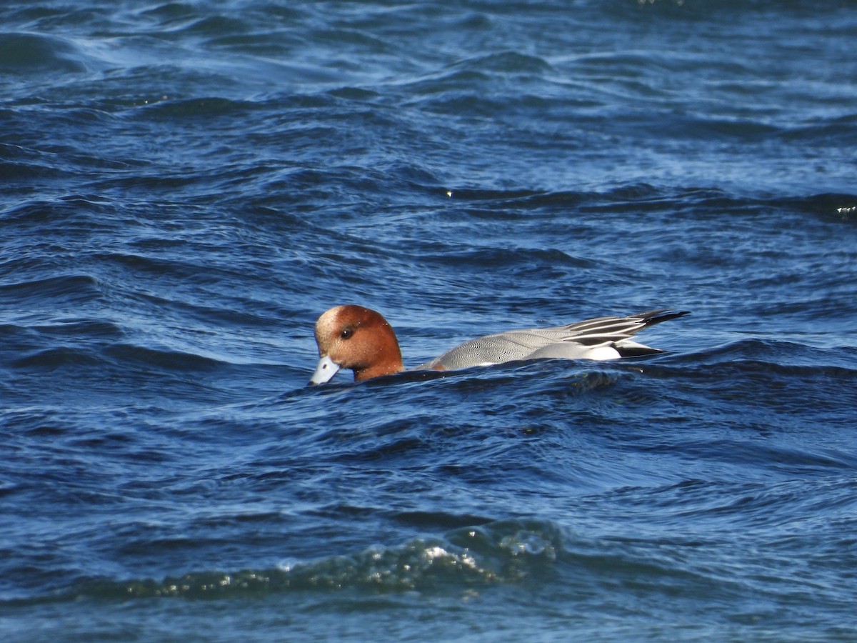 hvízdák eurasijský - ML645036797