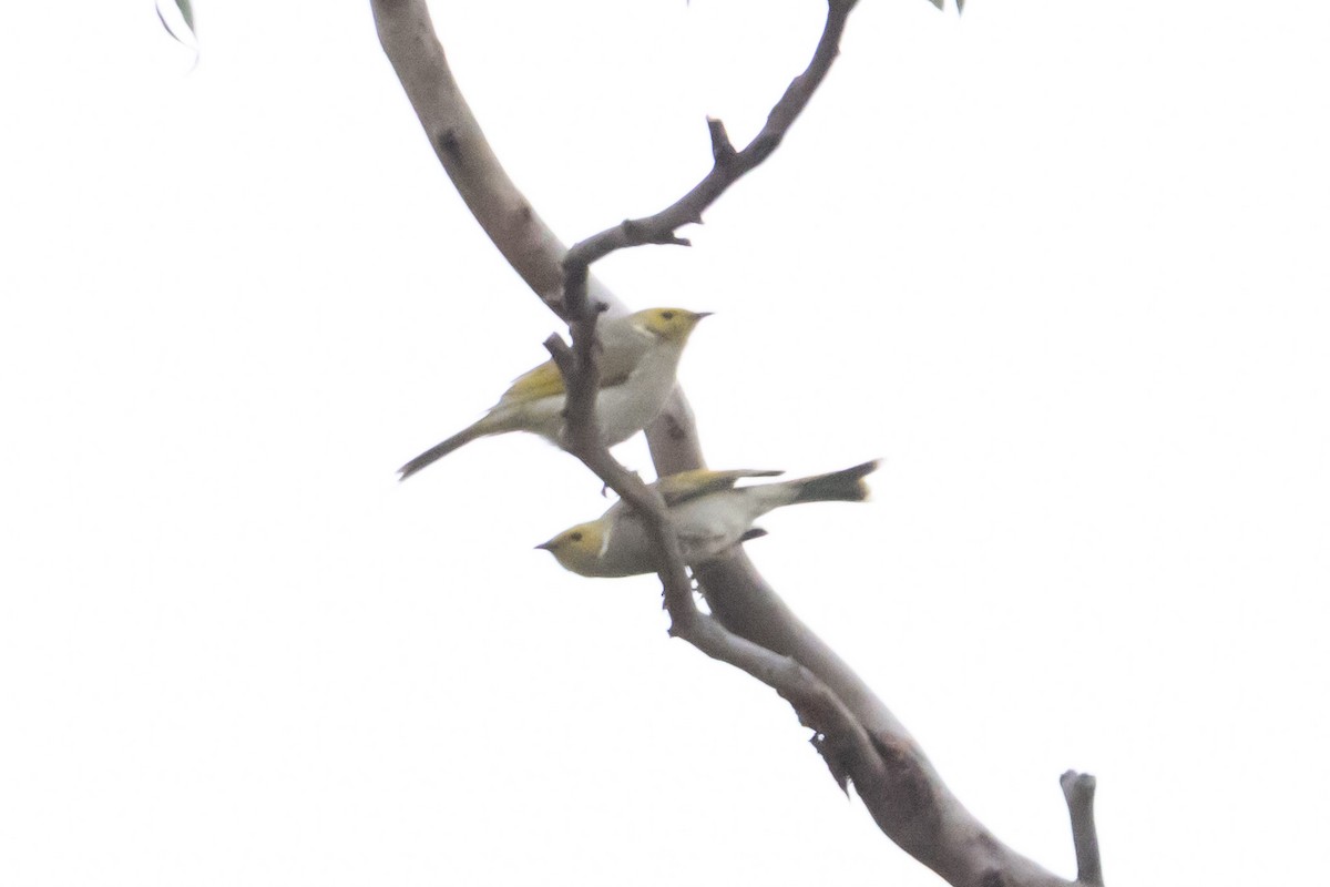 White-plumed Honeyeater - ML645036807