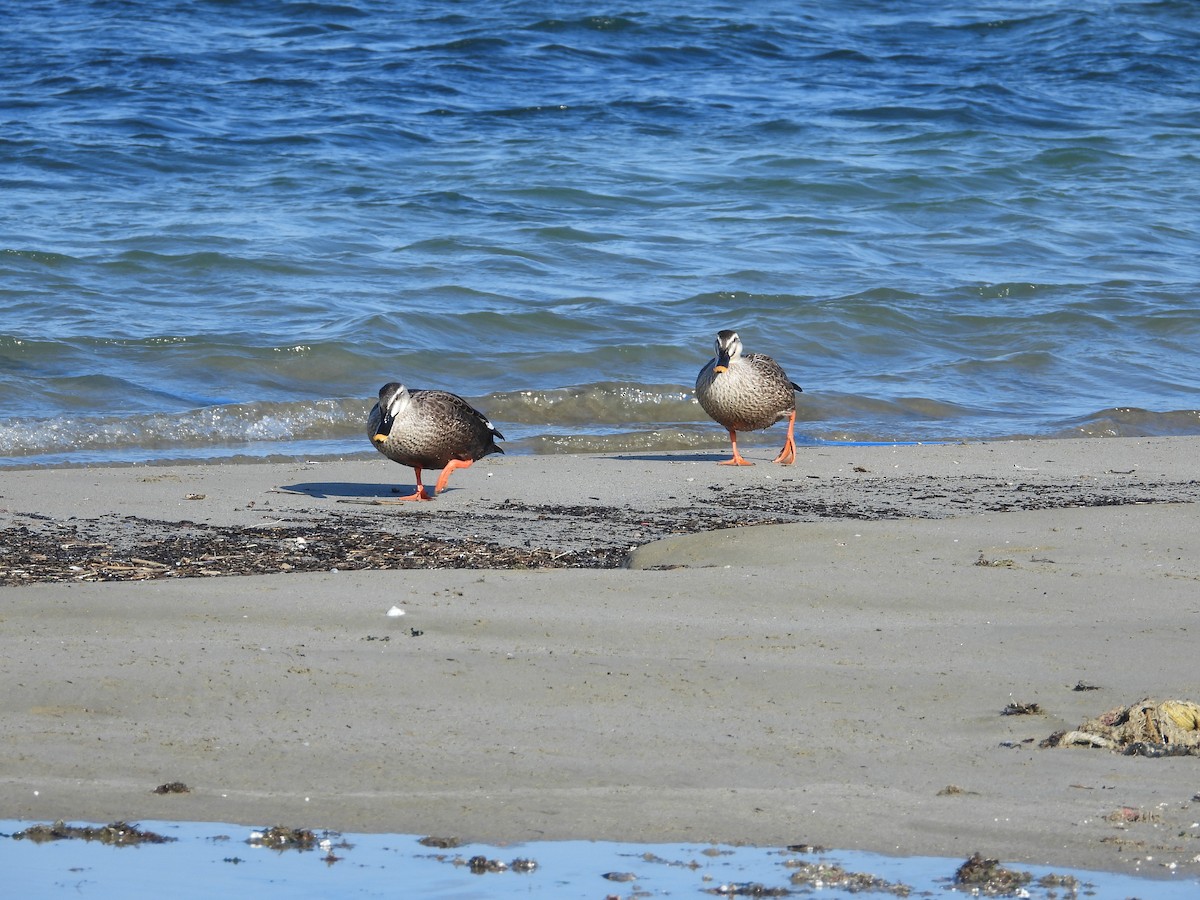 kachna čínská - ML645036808