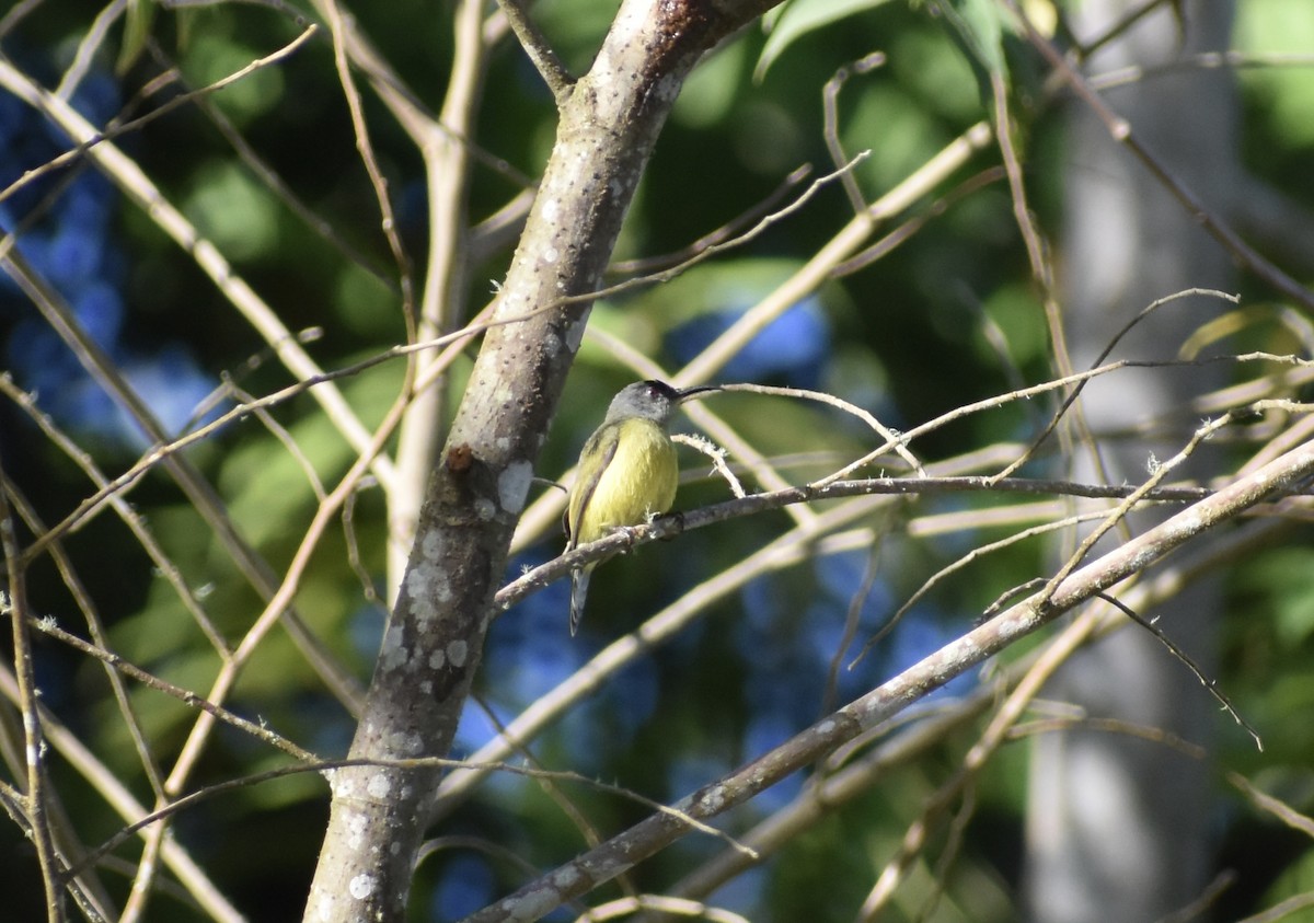 Tboli Sunbird - ML645036809