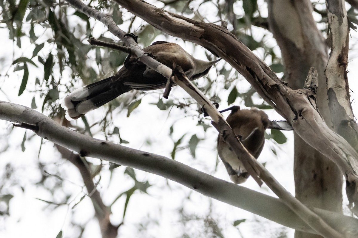 Grauscheitelsäbler - ML645036817