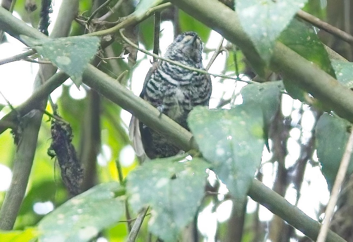 Carpinterito Variable - ML645036830