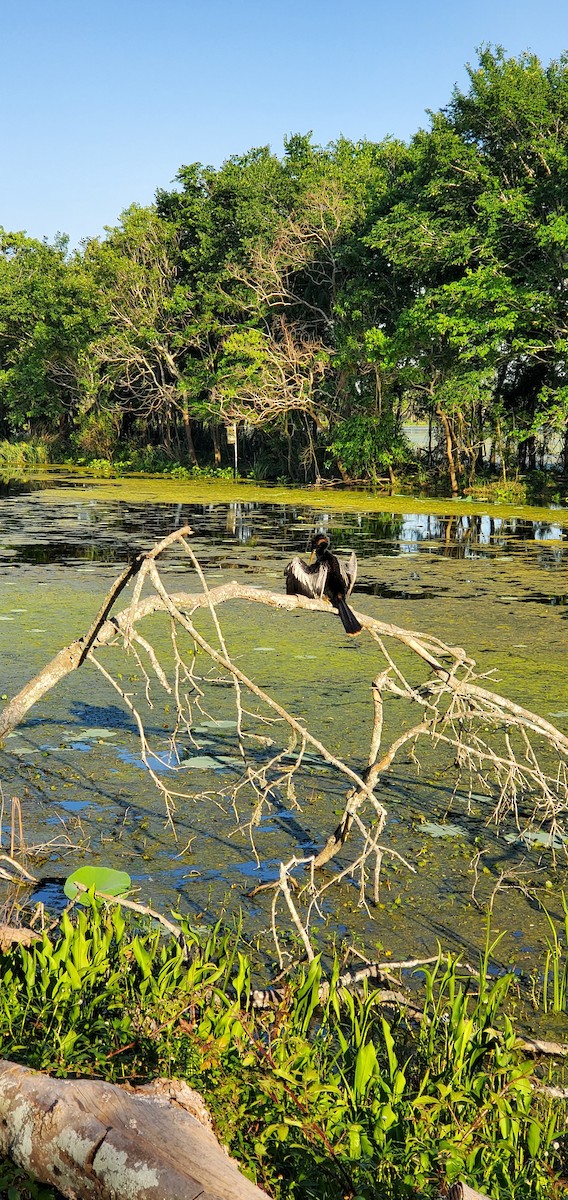 Anhinga - ML645036836