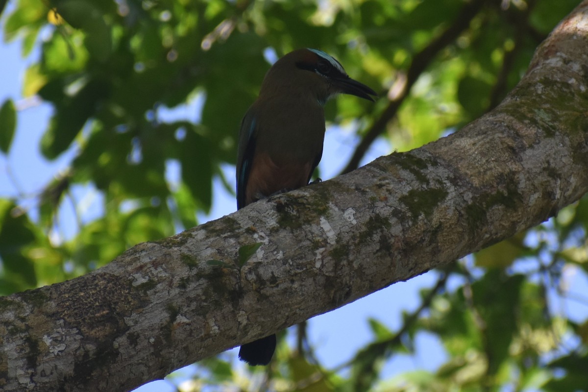 Момот рудочеревий - ML645036837