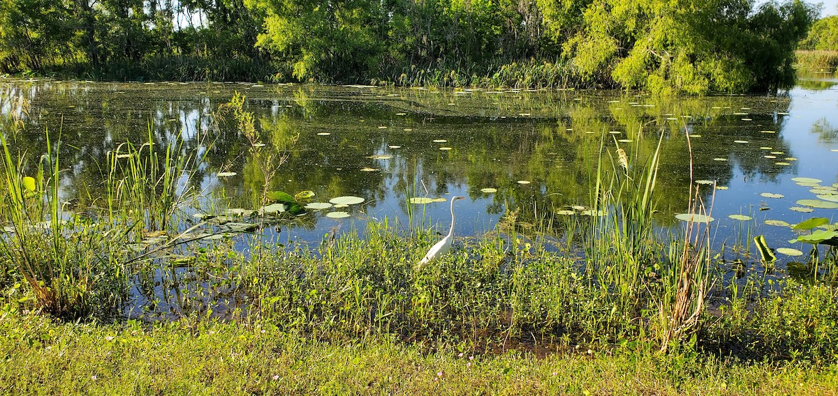 Snowy Egret - ML645036839