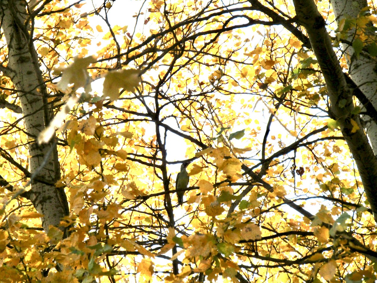 Eurasian Green Woodpecker - ML645036848