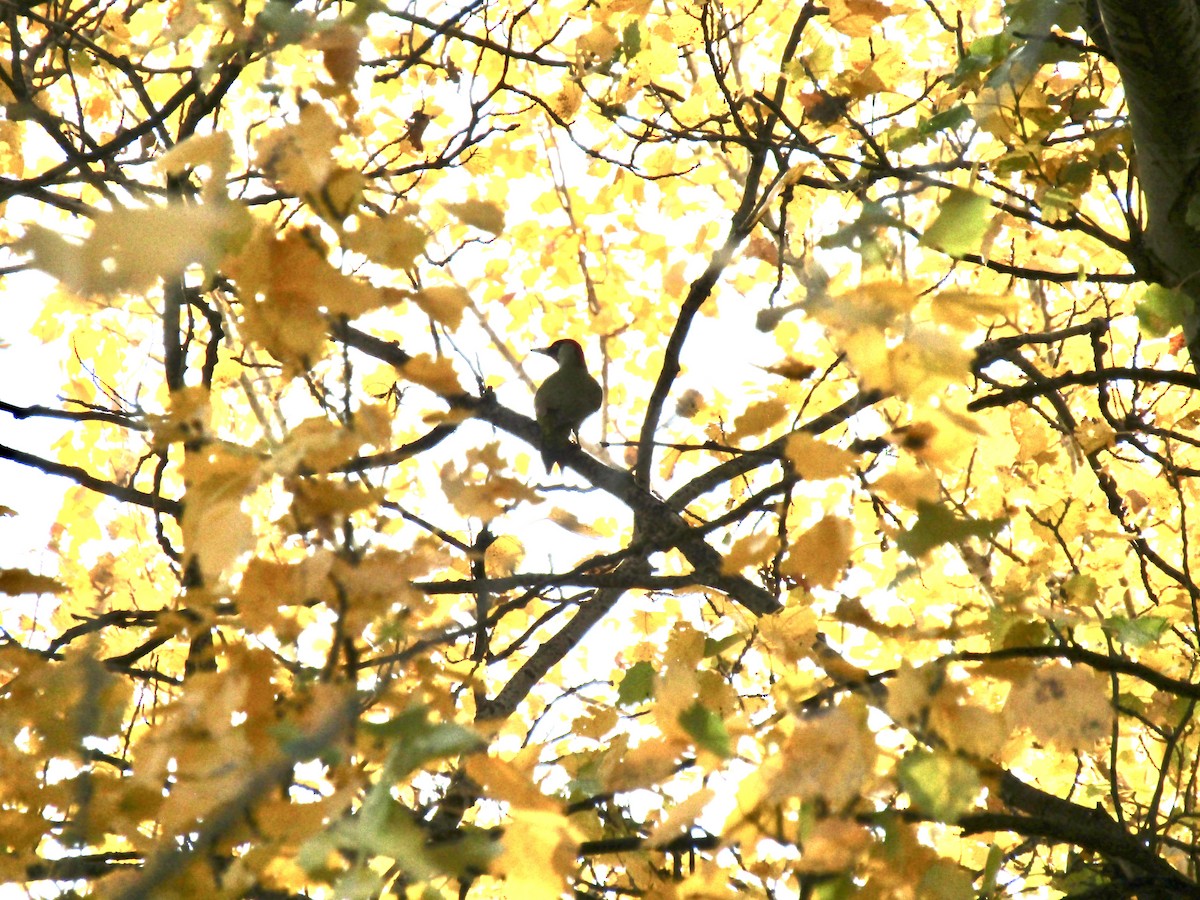 Eurasian Green Woodpecker - ML645036849